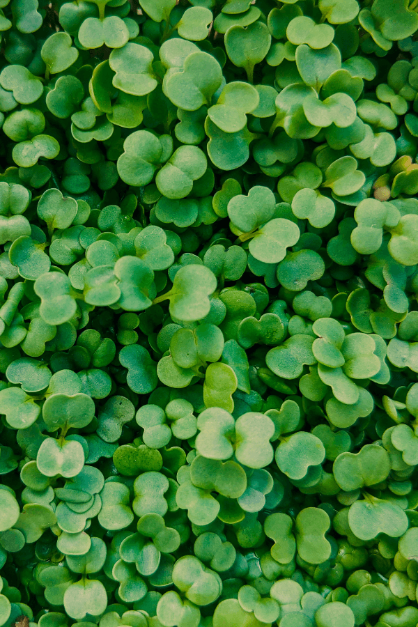 Arugula Microgreens