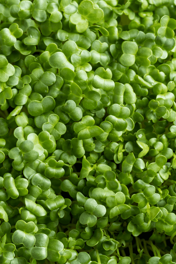 Broccoli Microgreens