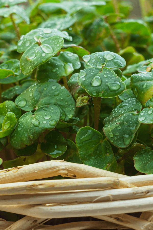 Buckwheat Microgreens