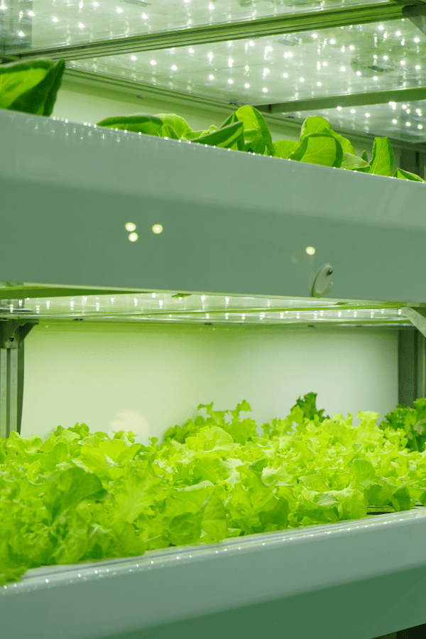 Microgreen Growlights