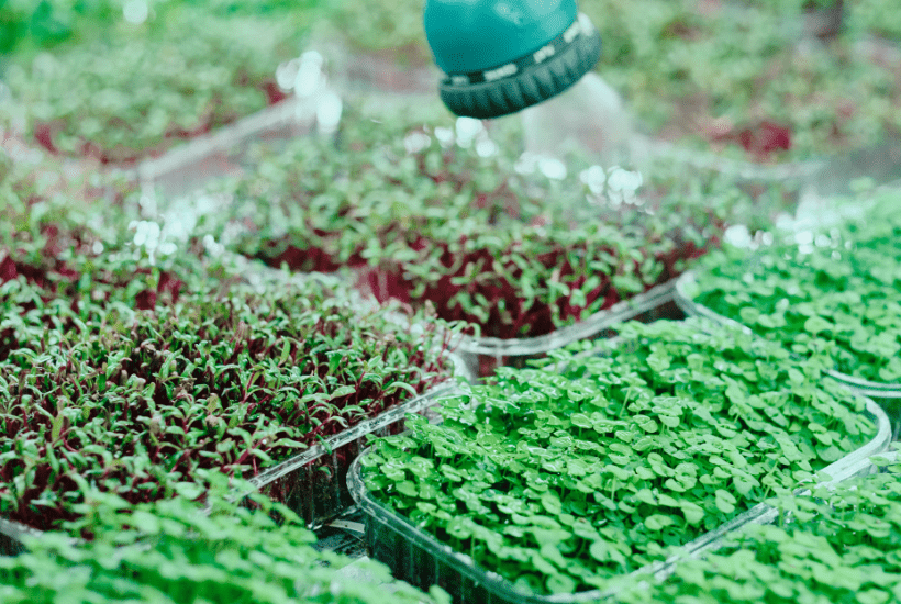 How Much Does It Cost To Build A Microgreen Garden?