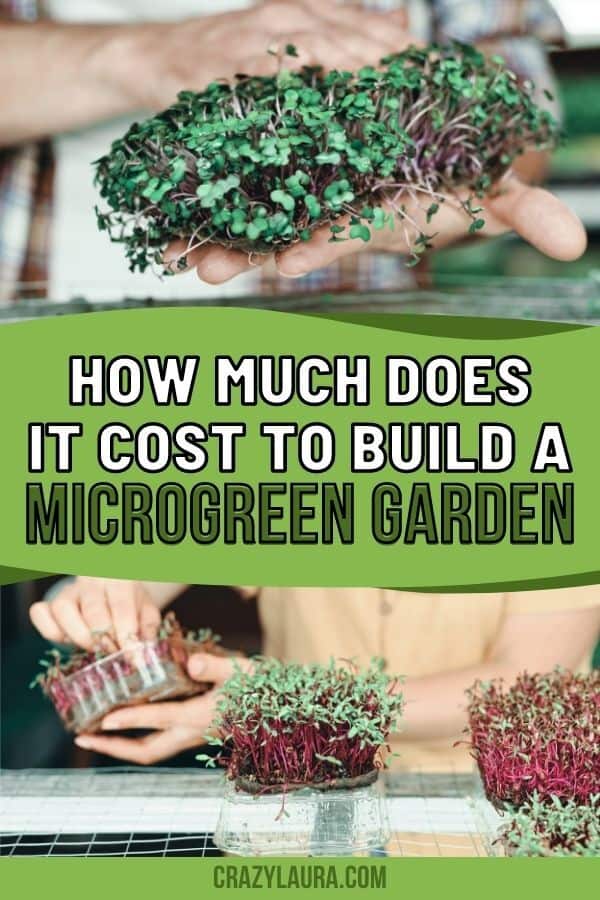 How much does it cost to build a microgreen garden