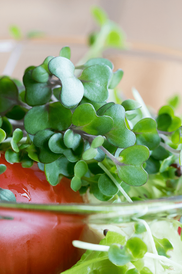 Kale Microgreens