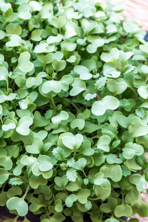 Mustard Microgreens