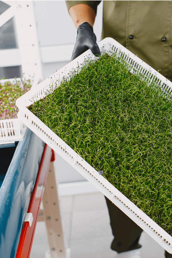 Hand Carrying a Tray of Microgreens