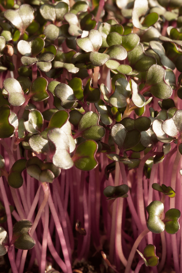 Red Cabbage Microgreens