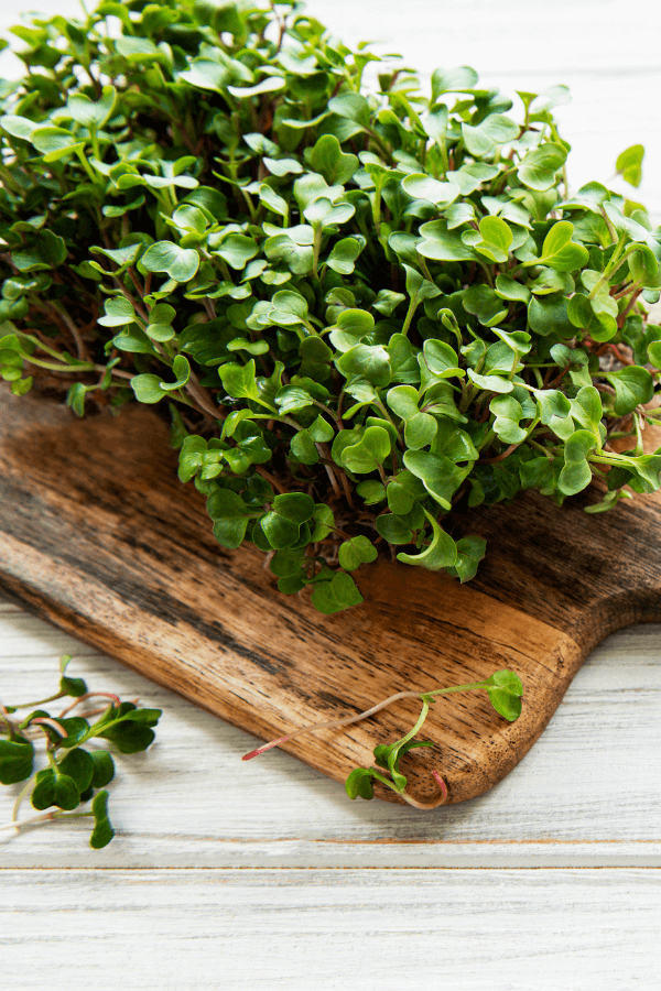 Red Radish Microgreens