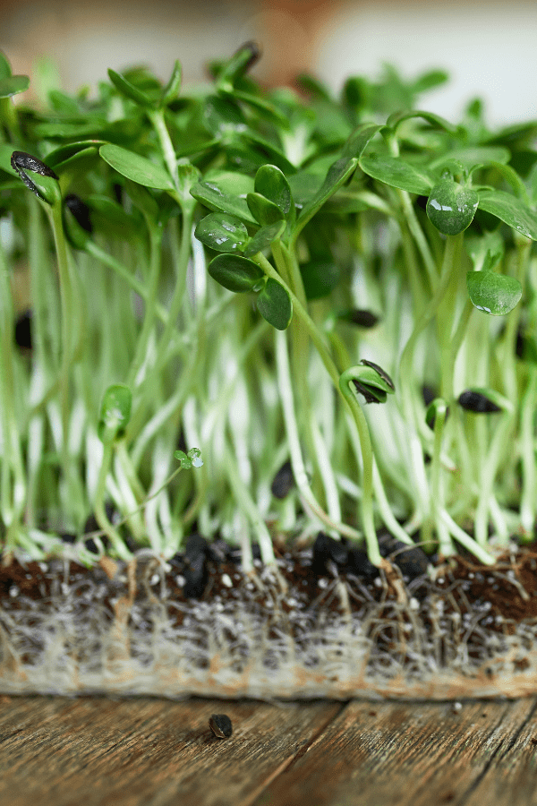 Sunflower Microgreens