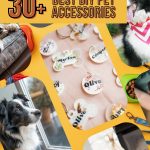 20+ DIY Pet Accessories That Will Blow Your Mind