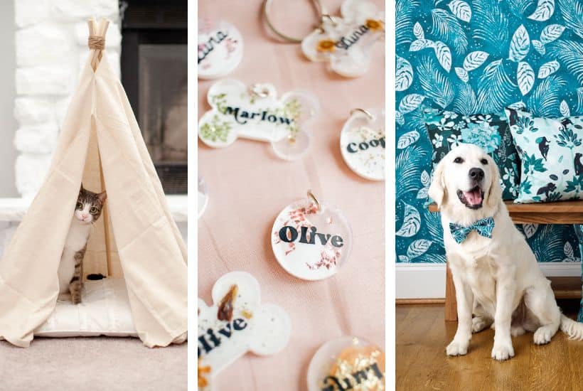 20+ DIY Pet Accessories To Make Your Pet’s Day