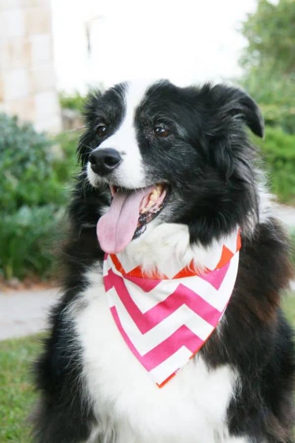 BANDANA COLLAR UPGRADE