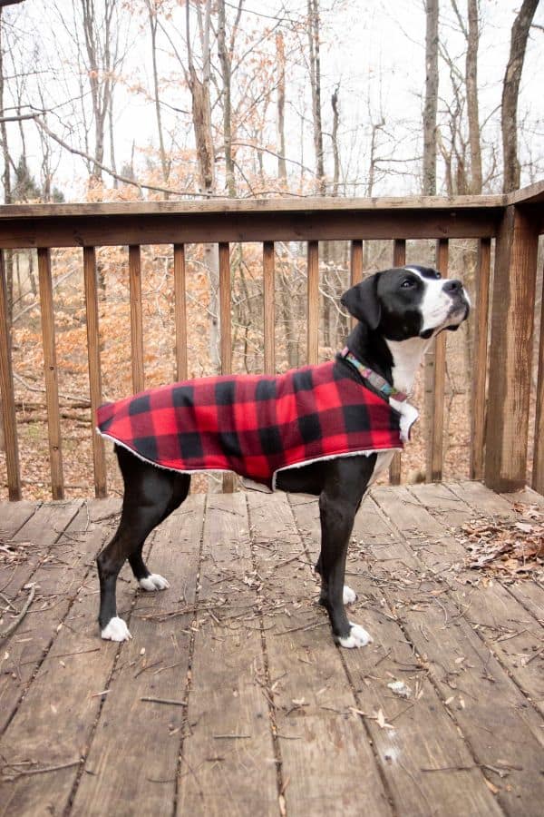 QUILTED DOG JACKET