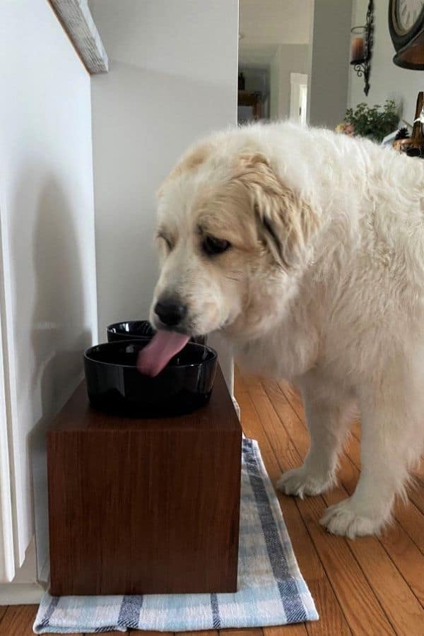 RAISED DOG BOWL STAND