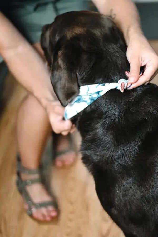 REVERSIBLE PET BANDANAS